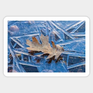 Frozen Leaf Sticker